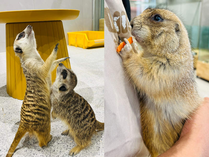 Lollypet Cute Pet Paradise | Tienda Zhonghang City Junshang